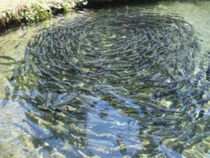 Automated fish farming business in india